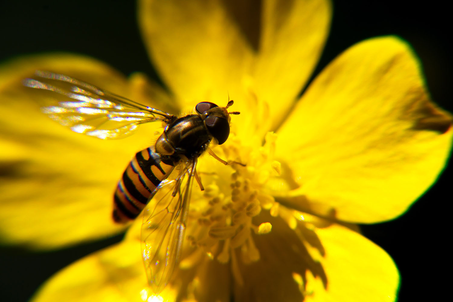 Biodiversität als Chance erkennen